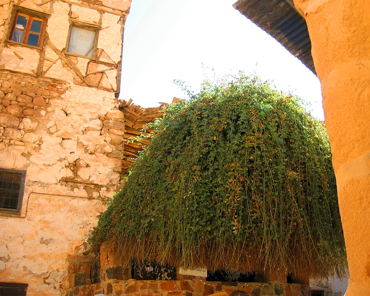 上图：西奈山下圣凯瑟琳修道院（St. Catherine's Monastery）的「荆棘」，传统认为摩西看到的燃烧的「荆棘」就是类似的样子。