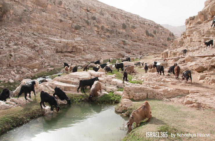 上图：一群羊在Qelt旱溪（Wadi Qelt，or Nahal Prat?）喝水。以色列的绵羊在雨季放牧在雨水滋润的草地上，旱季则吃杂草和田中收割剩下的残茬。在雨季，绵羊从嫩草中获得水分，可以几周不喝水；但在旱季，成年的绵羊每天需要喝4-12升水。山羊能独立找水，但会迷路，而绵羊则完全倚靠牧人寻觅水草。