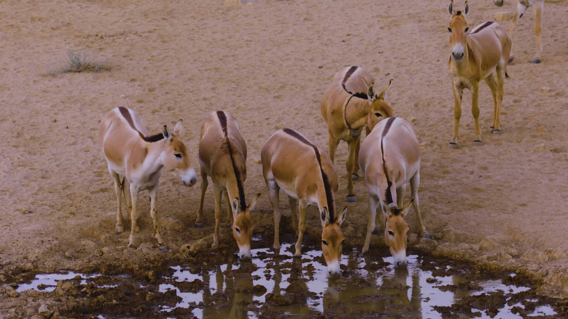 上图：以色列的亚洲野驴（Onager or Asiatic wild ass），从未被驯化过，时速可高达70公里。